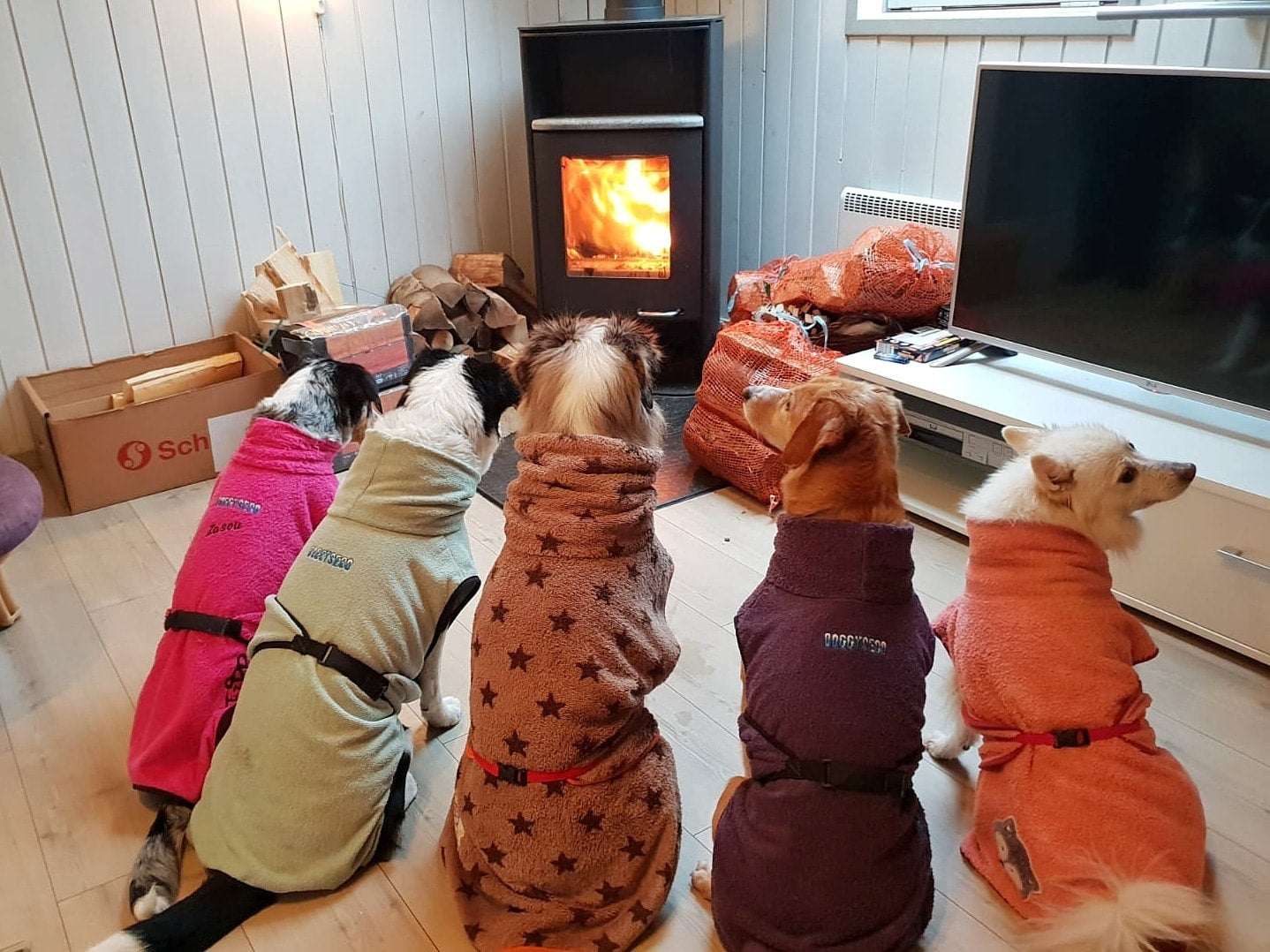 Doggyseco - Hundebademantel aus Microfaser - Massgeschneidert mit Namen