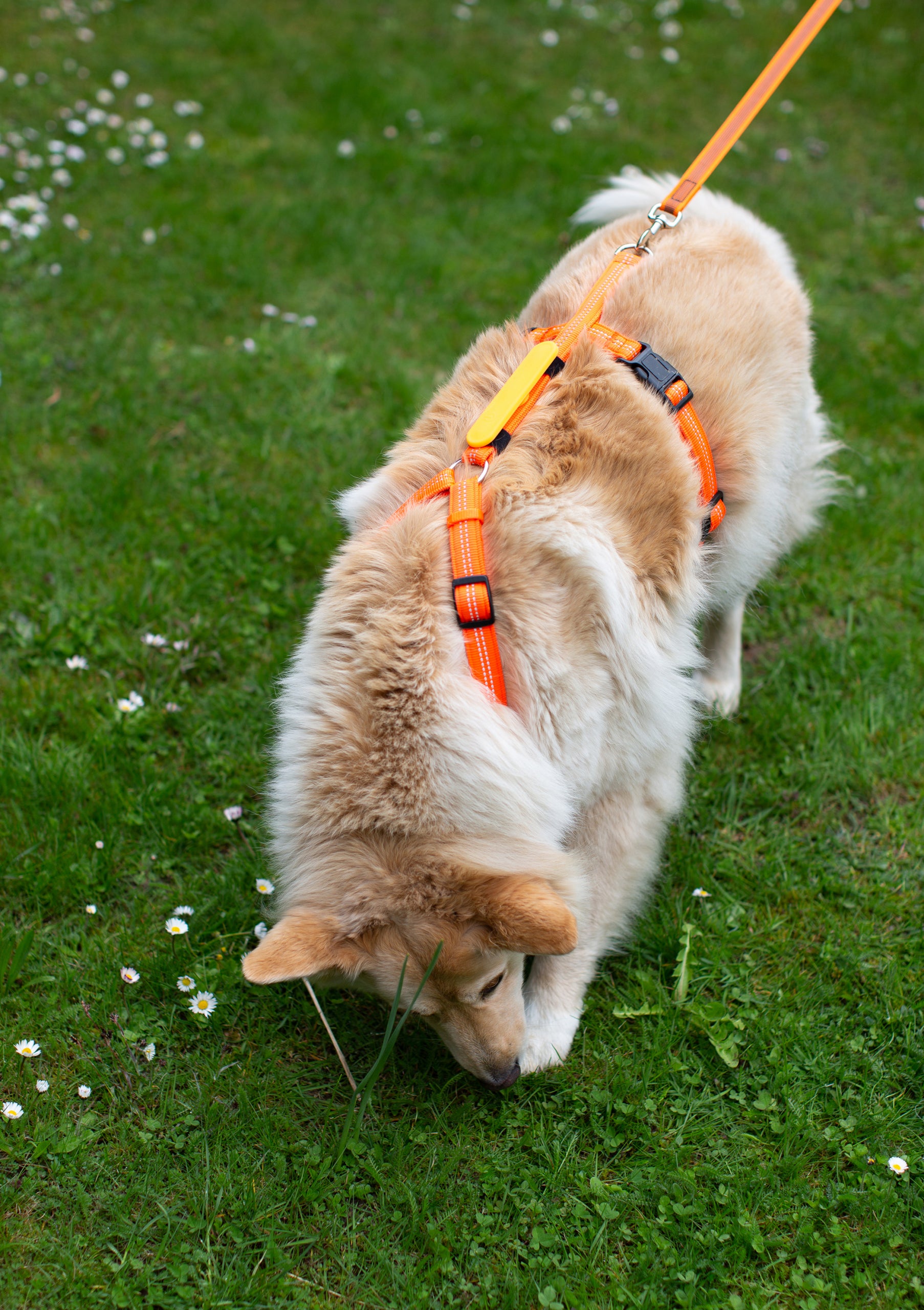 Feltmann Hundegeschirr Mantrailing - Suchgeschirr Profi