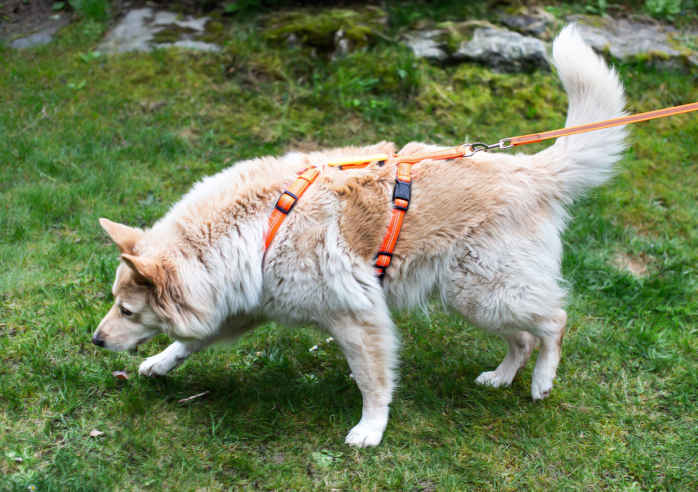 Feltmann Hundegeschirr Mantrailing - Suchgeschirr Profi