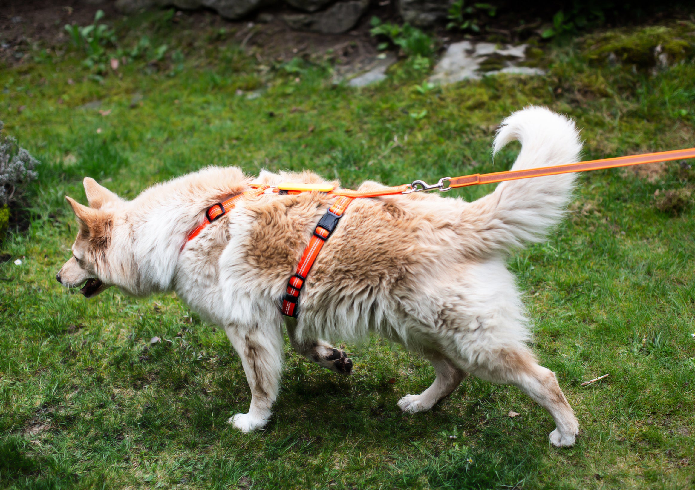 Feltmann Hundegeschirr Mantrailing - Suchgeschirr Profi